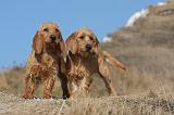 BASSET FAUVE DE BRETAGNE 036